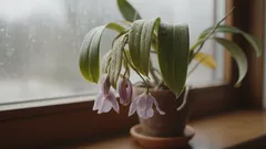 Warum wirft eine Orchidee selbst bei guter Pflege Wurzeln ab – die verborgenen Ursachen