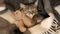 Wird die Katze dankbar sein, dass sie von der Straße gerettet wurde und ein neues Zuhause gefunden hat?