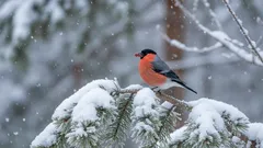 Wenn Schnepfen keine Zugvögel sind, warum sieht man sie dann im Sommer nicht? Endlich gibt es eine Erklärung